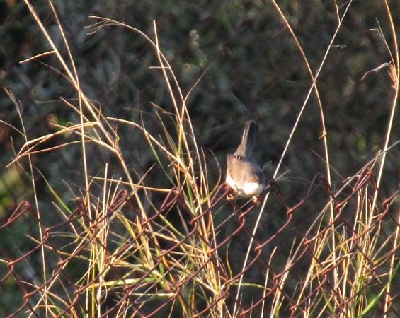 Occhiocotto  - Denise Ruiu