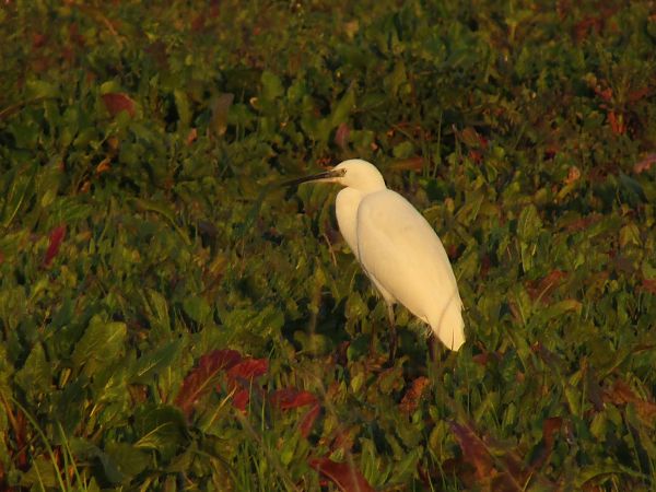 Aigrette garzette  - Denise Ruiu