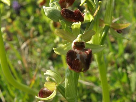 Ophrys indet. group. sphegodes  - Francesca Tami
