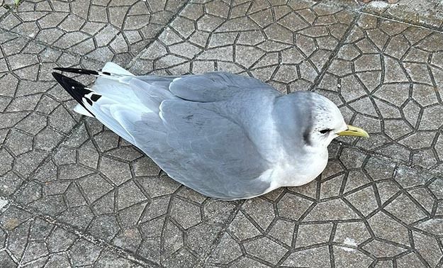 Gabbiano tridattilo  - Toni Mingozzi