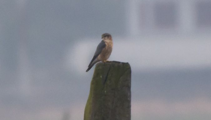 Smeriglio  - Giovanni Fontana