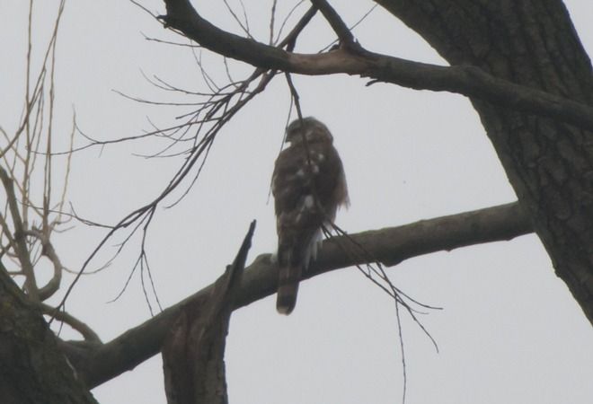 Sparviere  - Giovanni Fontana