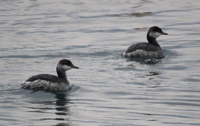 Svasso cornuto  - Giovanni Fontana