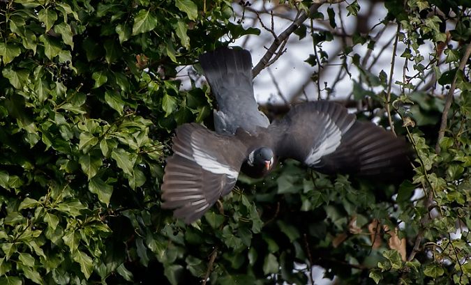 Colombaccio  - Giovanni Fontana
