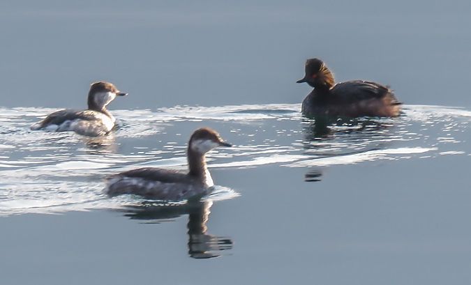 Svasso cornuto  - Giovanni Fontana