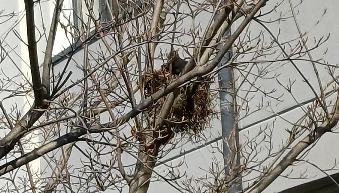 Merlo  - Giovanni Fontana