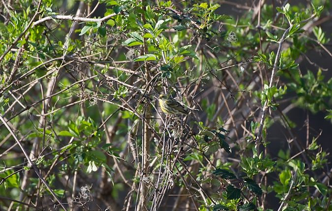 Verzellino  - Giovanni Fontana