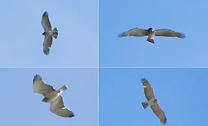 Biancone  - Giovanni Fontana