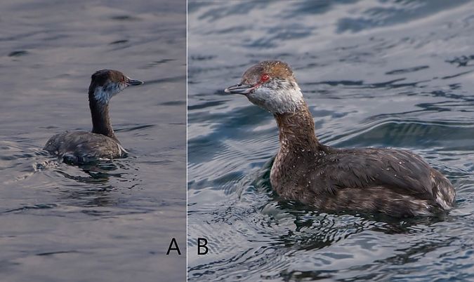 Svasso cornuto  - Giovanni Fontana