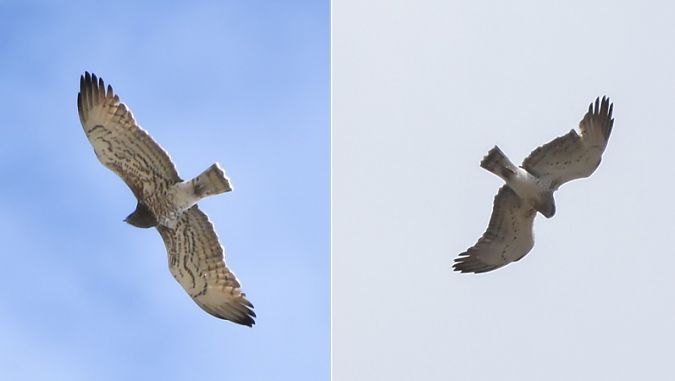 Biancone  - Giovanni Fontana