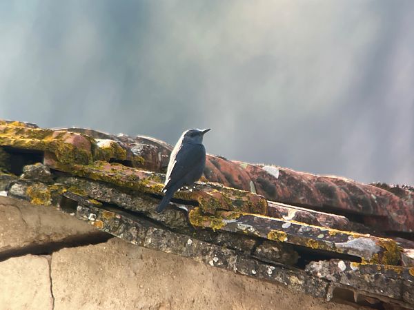 Passero solitario  - Maurizio Saltarelli