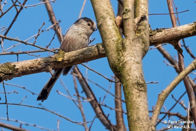 Codibugnolo  - Paolo Deimichei