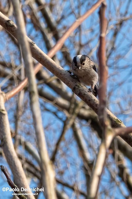 Codibugnolo  - Paolo Deimichei