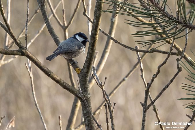 Cincia mora  - Paolo Deimichei