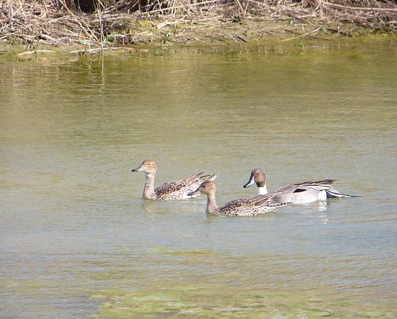 Codone  - Riccardo Cerquitelli