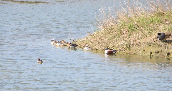 Marzaiola  - Riccardo Cerquitelli