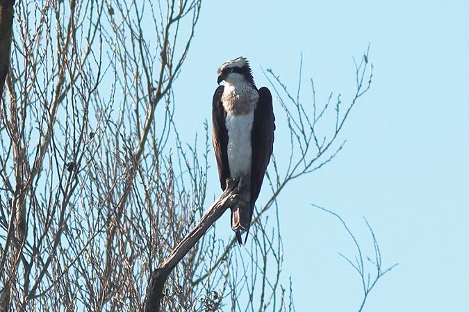 Falco pescatore  - Carlo Pedretti