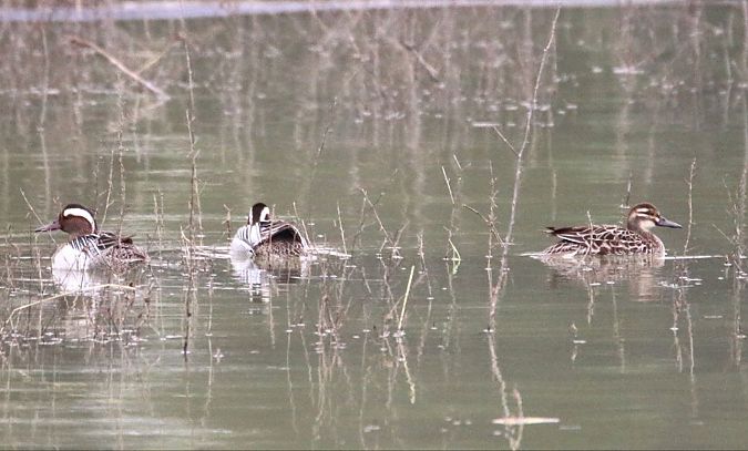Marzaiola  - Giuseppe Grossi