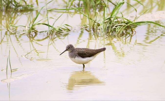 Piro-piro culbianco  - Giuseppe Grossi