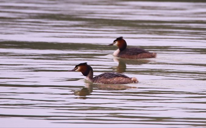 Svasso maggiore  - Giuseppe Grossi