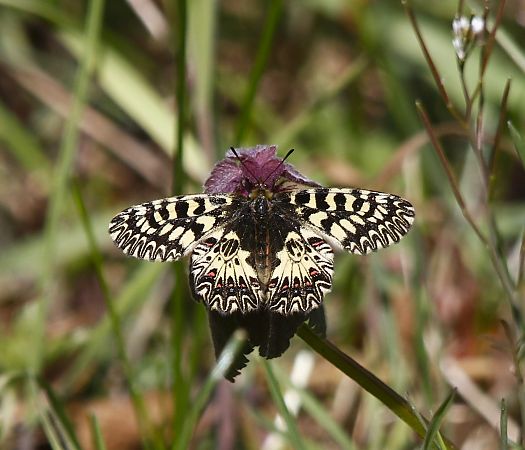 Zerynthia polyxena  - Luca Bergamaschi