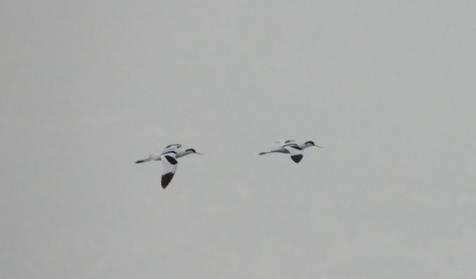 Avocetta  - Iudici Arnaldo