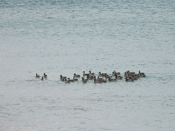 Marzaiola  - Iudici Arnaldo