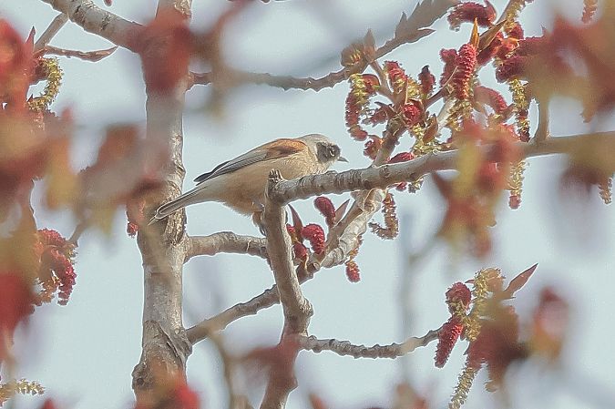 Pendolino  - Fabio Moretto