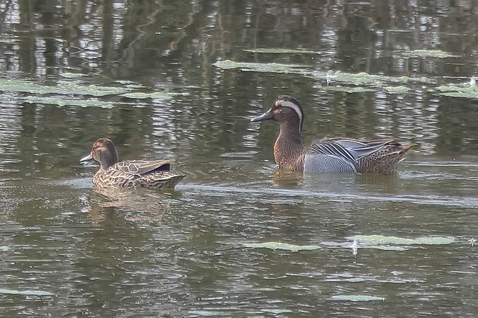 Marzaiola  - Fabio Moretto