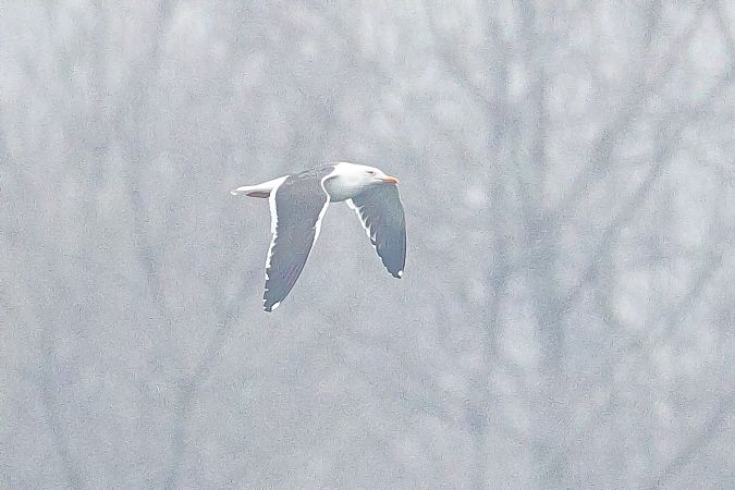 Zafferano  - Fabio Moretto