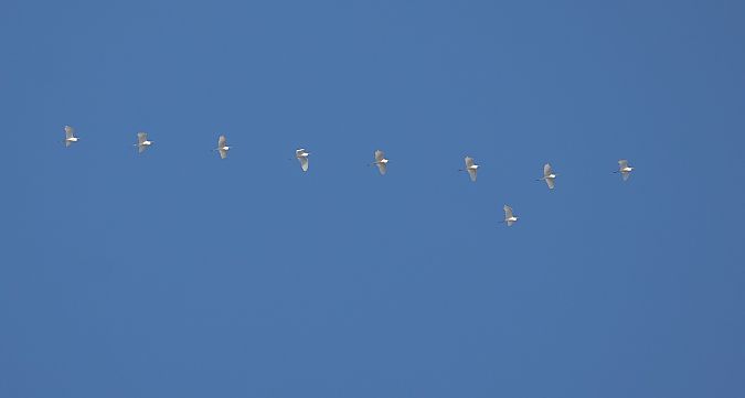 Airone bianco  - Fabio Moretto