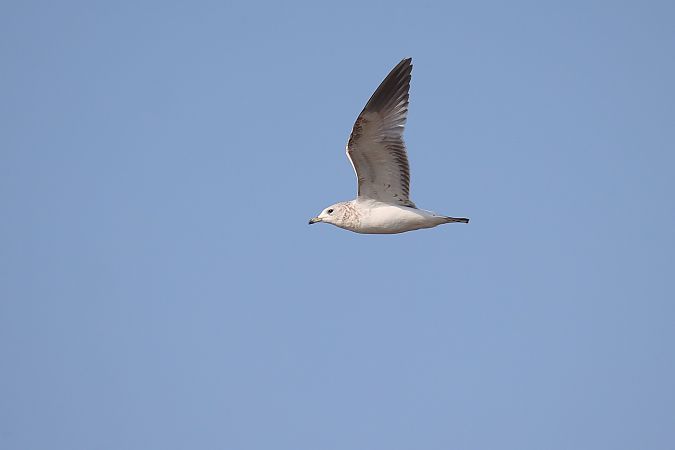 Gavina  - Fabio Moretto