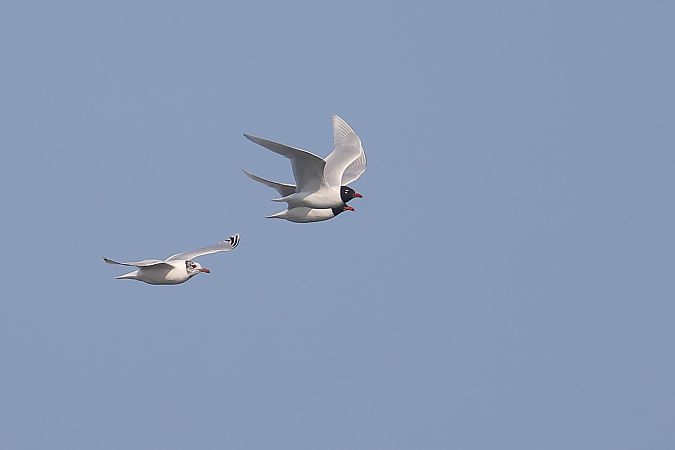 Gabbiano corallino  - Fabio Moretto