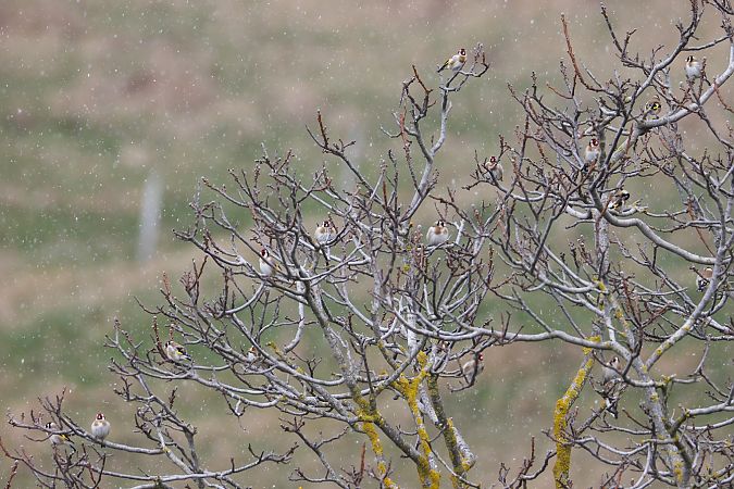 Stieglitz  - Fabio Moretto