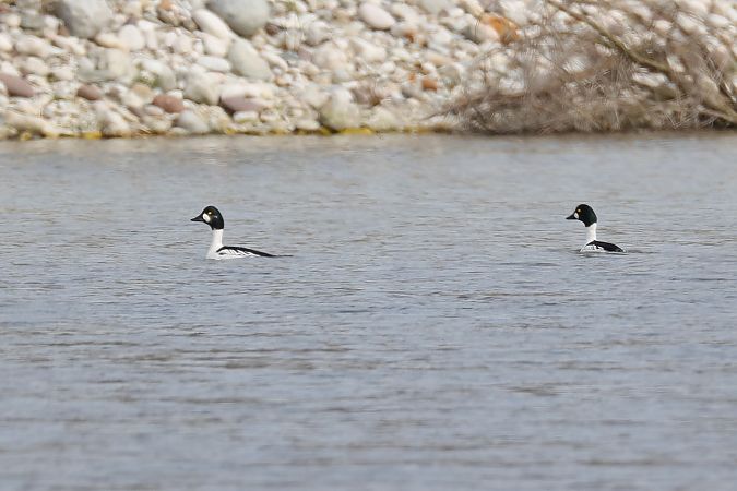 Quattrocchi  - Fabio Moretto