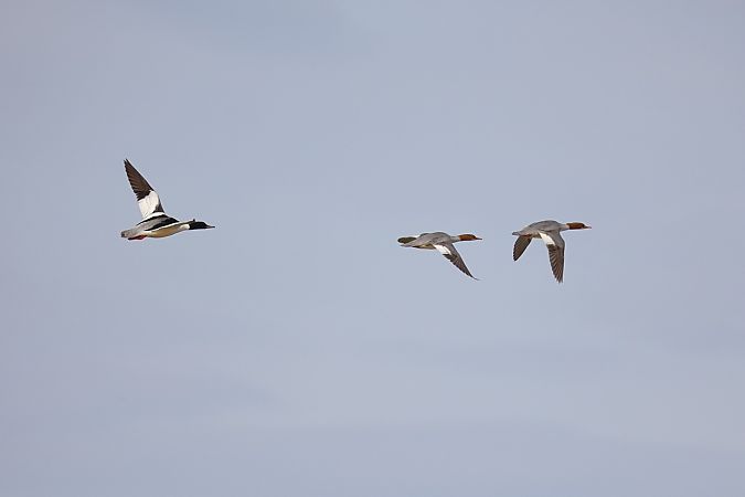 Smergo maggiore  - Fabio Moretto
