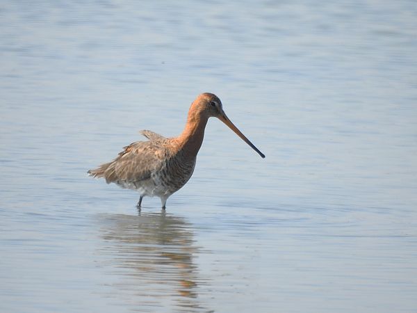 Pittima reale  - Matteo Bonvicini