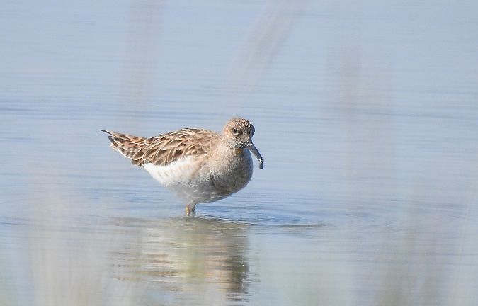 Combattente  - Matteo Bonvicini