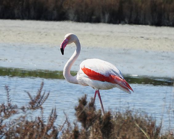 Fenicottero  - Matteo Bonvicini