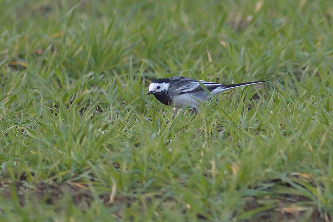 Ballerina bianca britannica  - Luca Giussani