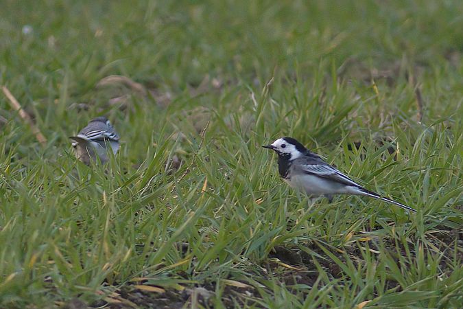 Ballerina bianca britannica  - Luca Giussani