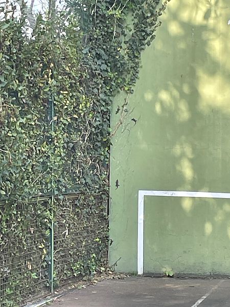 Geco comune  - Luca Peruzzi