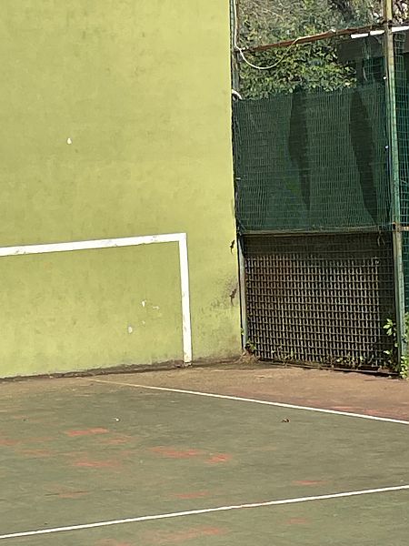 Geco comune  - Luca Peruzzi