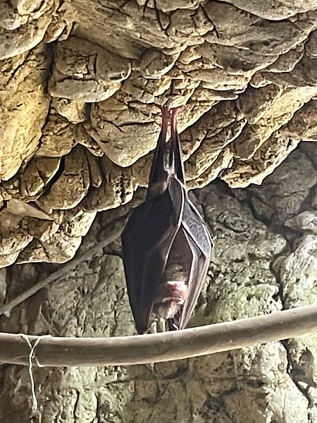 Rinolofo maggiore  - Luca Peruzzi