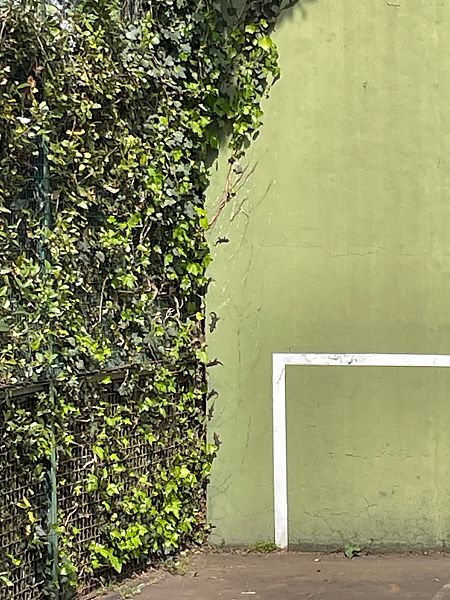 Geco comune  - Luca Peruzzi