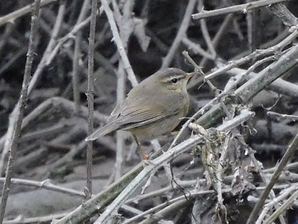 Luì scuro  - Alessandro Bertoli