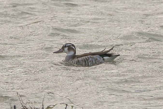 Alzavola spallerosse  - Sandro Barile