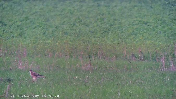 Merlin  - Massimo Tassinari