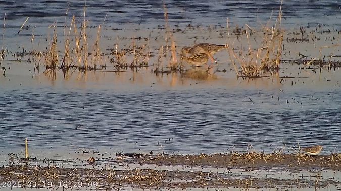 Gambecchio nano  - Massimo Tassinari