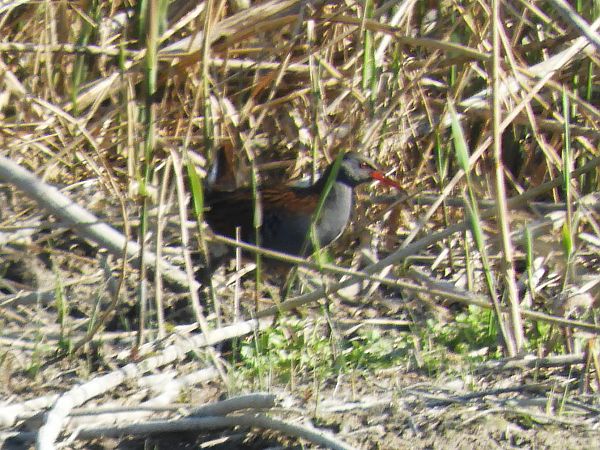 Wasserralle  - Massimo Tassinari